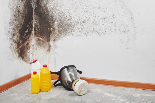 Best Toxic Mold Removal  in Tarkio, MO