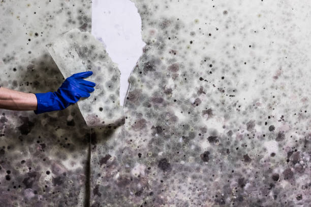 Best Black Mold Removal  in Tarkio, MO